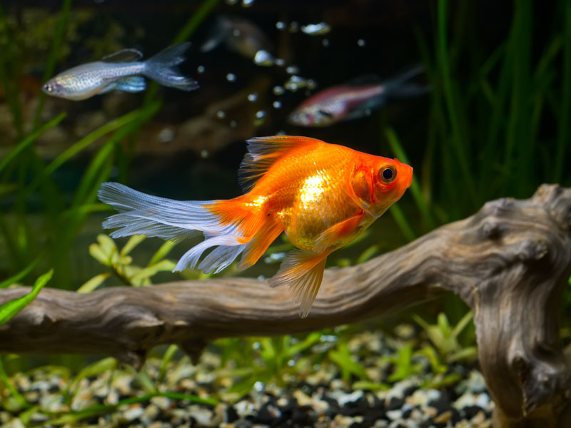 I meccanismi dell’attenzione e la leggenda del pesce rosso